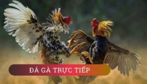 Cách Chơi Đá Gà GA28 Tại Zing88 Thắng Lớn Dễ Dàng Hiệu Quả 2 Cách Chơi Đá Gà GA28 Tại Zing88 Thắng Lớn Dễ Dàng Hiệu Quả