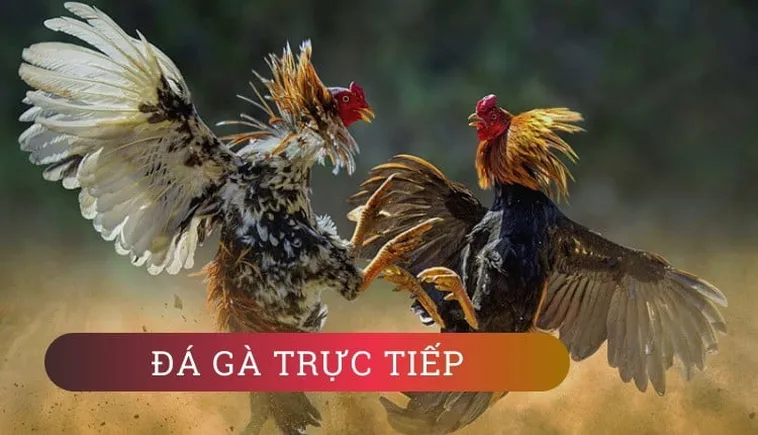 Cách Chơi Đá Gà GA28 Tại Zing88 Thắng Lớn Dễ Dàng Hiệu Quả 1 Cách Chơi Đá Gà GA28 Tại Zing88 Thắng Lớn Dễ Dàng Hiệu Quả