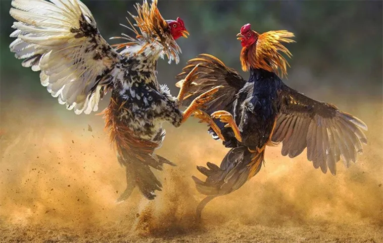 Bí Quyết Chơi Đá Gà WS168 Tại Zing88 Thắng Lớn Dễ Dàng Nhanh Chóng 2 Bí Quyết Chơi Đá Gà WS168 Tại Zing88 Thắng Lớn Dễ Dàng Nhanh Chóng